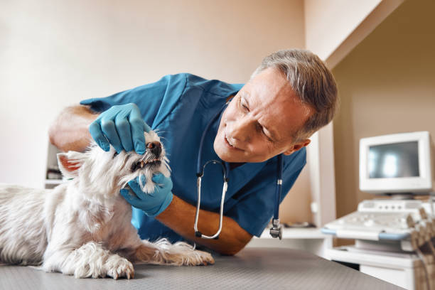 Best Emergency Treatment for Dental Infections or Abscesses in Cass City, MI